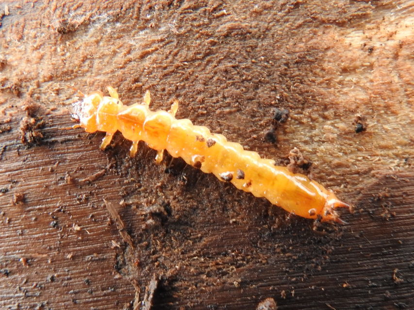 Pyrochroa coccinea - nagy bíborbogár