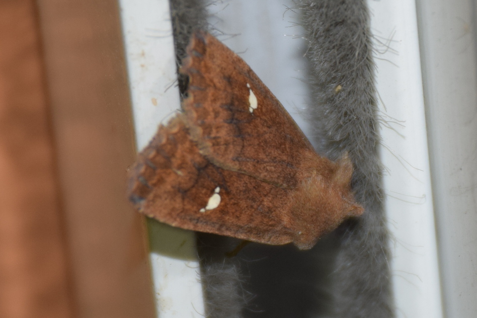 Eupsilia transversa - holdacskás télibagoly
