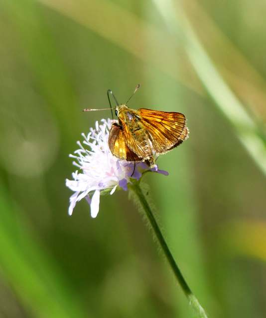 Ochlodes sylvanus - erdei busalepke