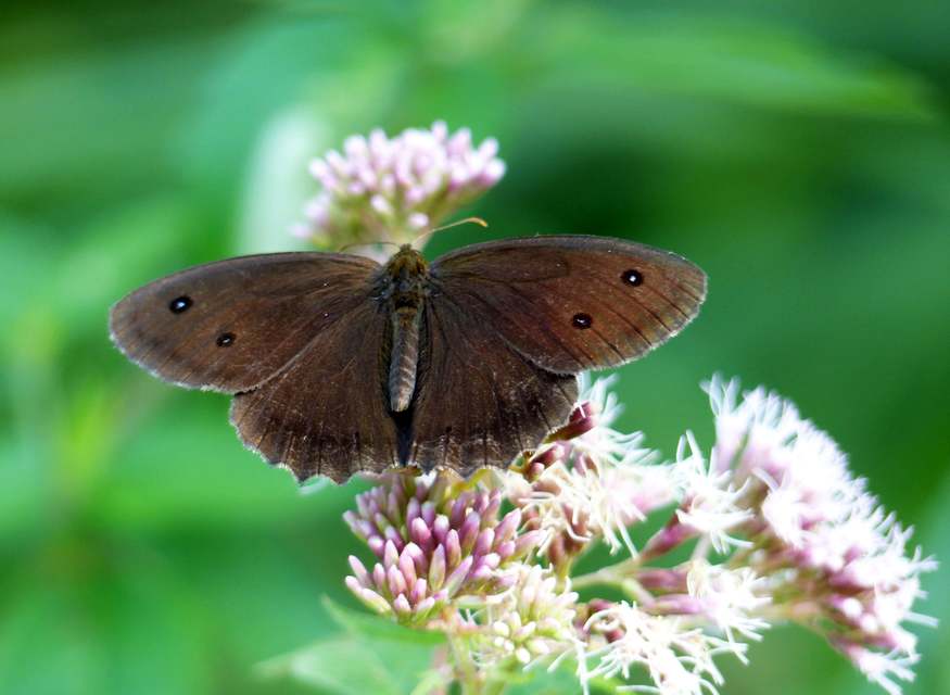 Minois dryas - fekete szemeslepke