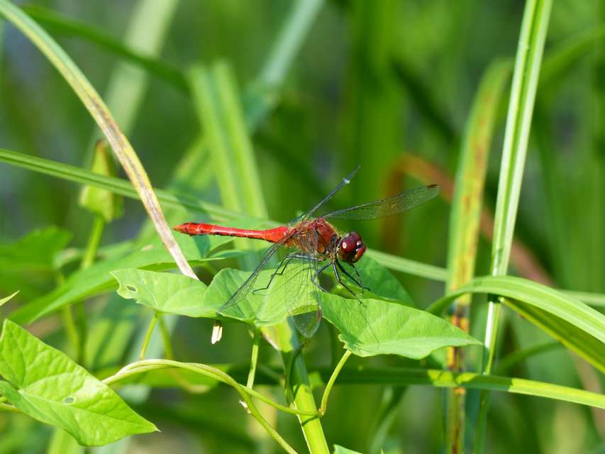 Sympetrum sanguineum - vörös katona-szitakötő