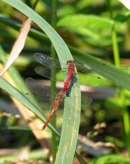 Sympetrum sanguineum - vörös katona-szitakötő
