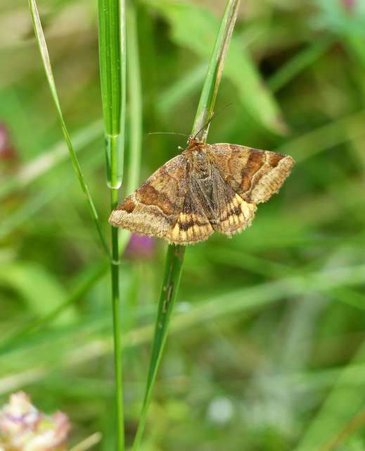 Euclidia glyphica - közönséges nappalibagoly