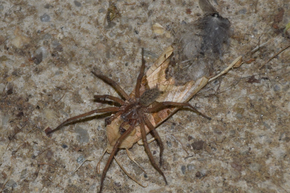 Phlogophora meticulosa - vándorló csipkésbagoly