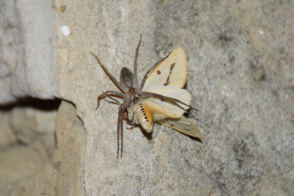 Spilarctia lutea - sárgás medvelepke