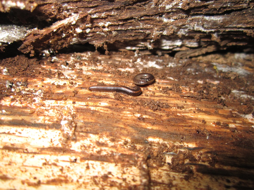 Diplopoda - Ikerszelvényesek