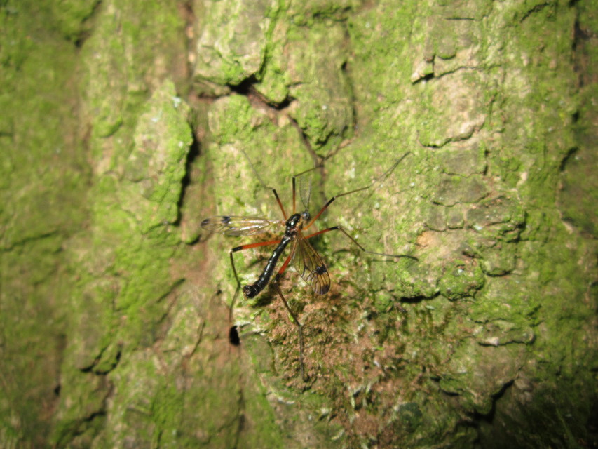 Dictenidia bimaculata