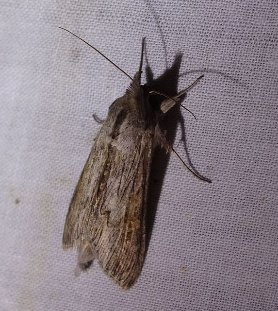 Cucullia dracunculi - lilásszürke csuklyásbagoly