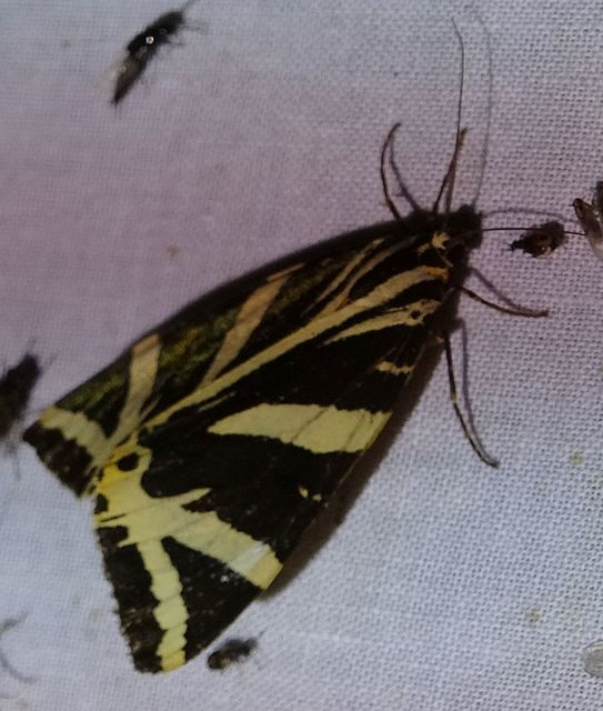 Euplagia quadripunctaria - csíkos medvelepke