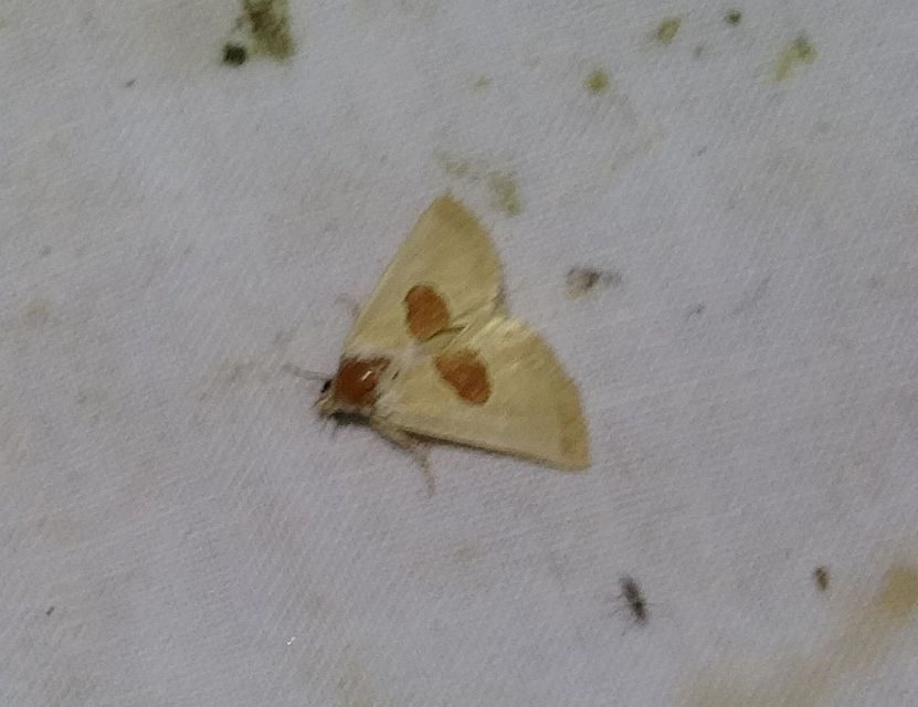 Calymma communimacula - pajzstetűfaló bagoly