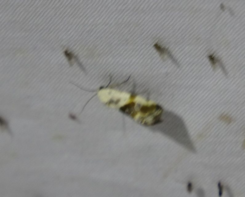 Ponometia candefacta - parlagfűbagoly