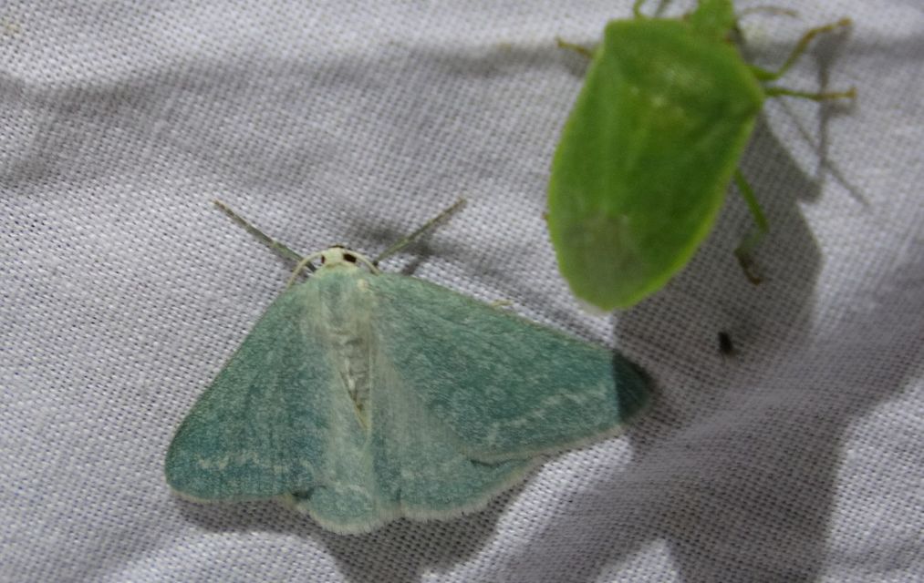 Pseudoterpna pruinata - hamvas zöldaraszoló
