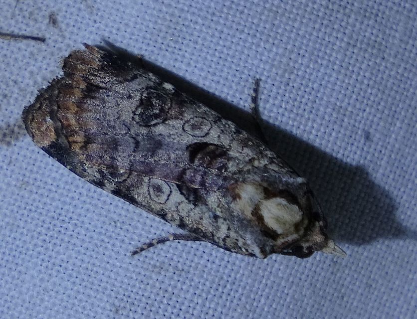 Epilecta linogrisea - karcsú sárgafűbagoly
