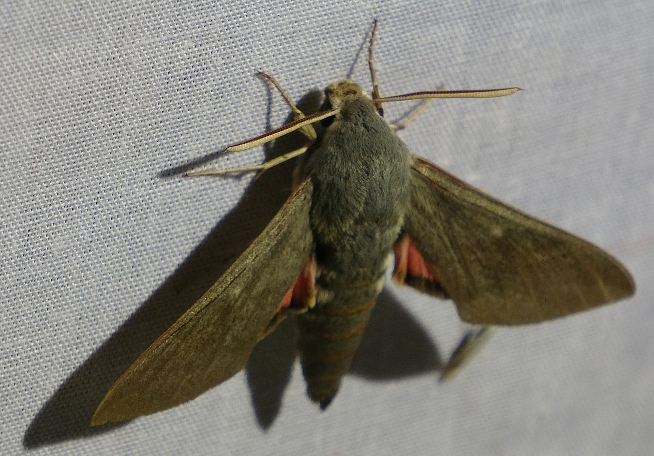 Hyles vespertilio - denevérszender
