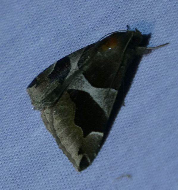 Dysgonia algira - déli porcelánbagoly