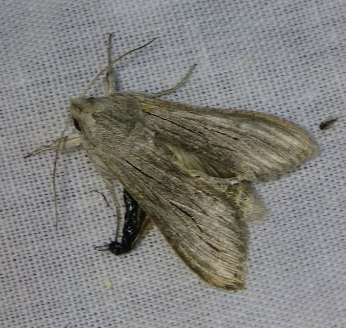 Cucullia tanaceti - vonalkás csuklyásbagoly