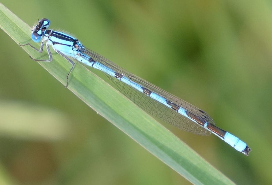Enallagma cyathigerum - kéksávos légivadász
