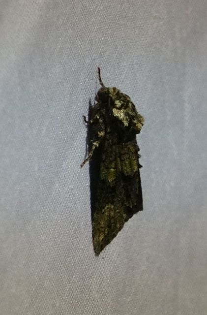 Craniophora ligustri - fagyalbagoly