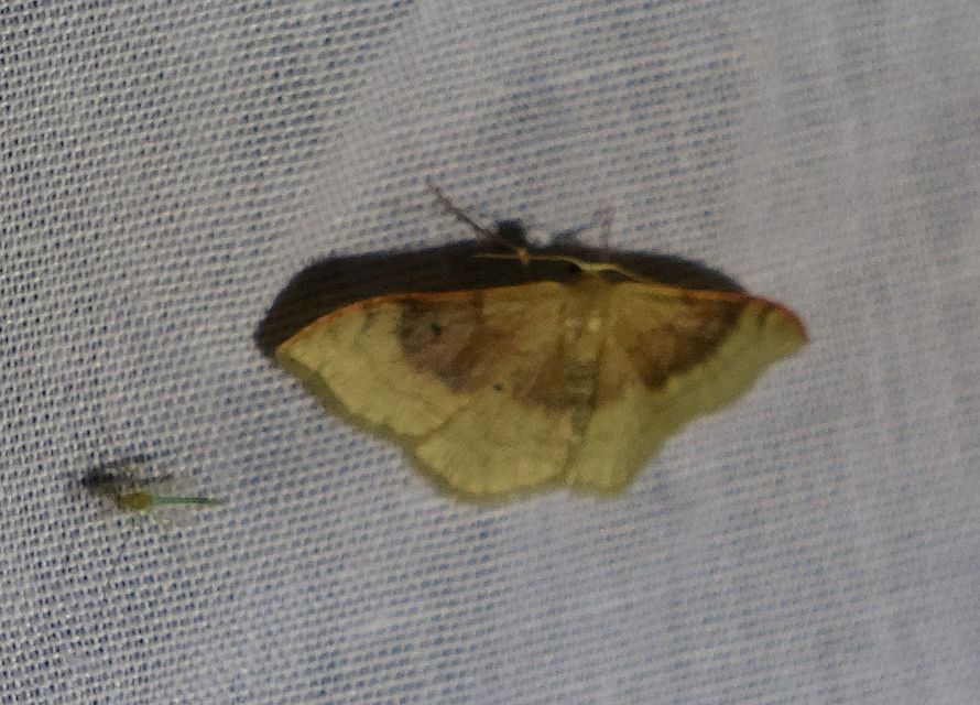 Idaea degeneraria - barnasávos araszoló