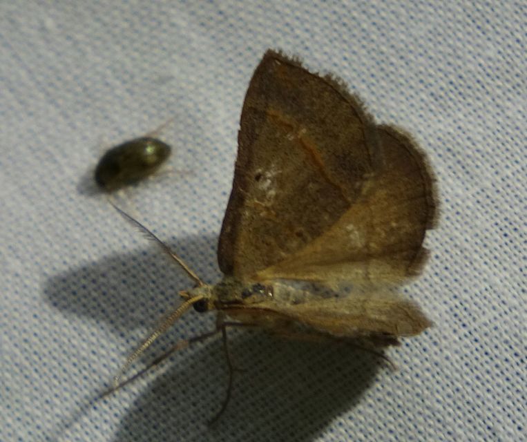Scotopteryx mucronata/luridata/ignorata