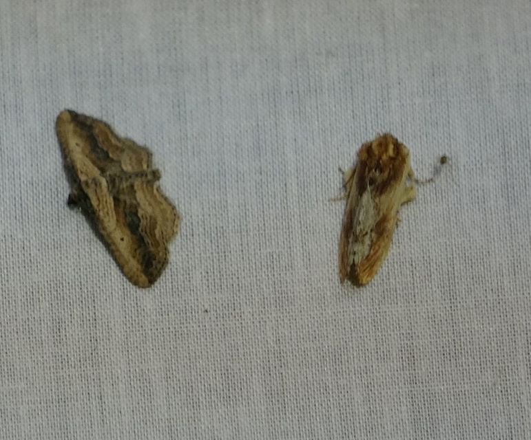 Ptilodon cucullina - csuklyás púposszövő