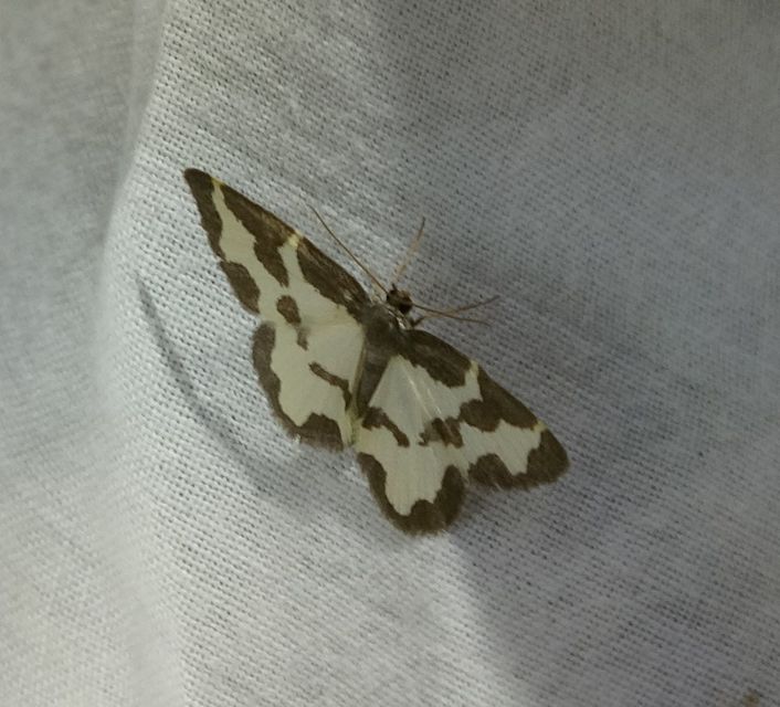 Lomaspilis marginata - szegélyes nyárfaaraszoló