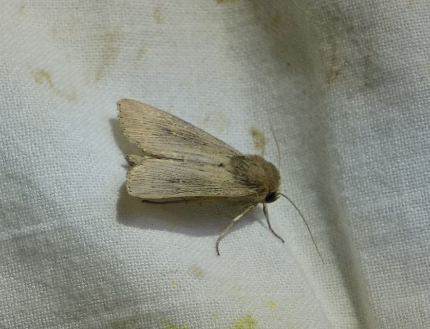 Leucania obsoleta - pontozott rétibagoly