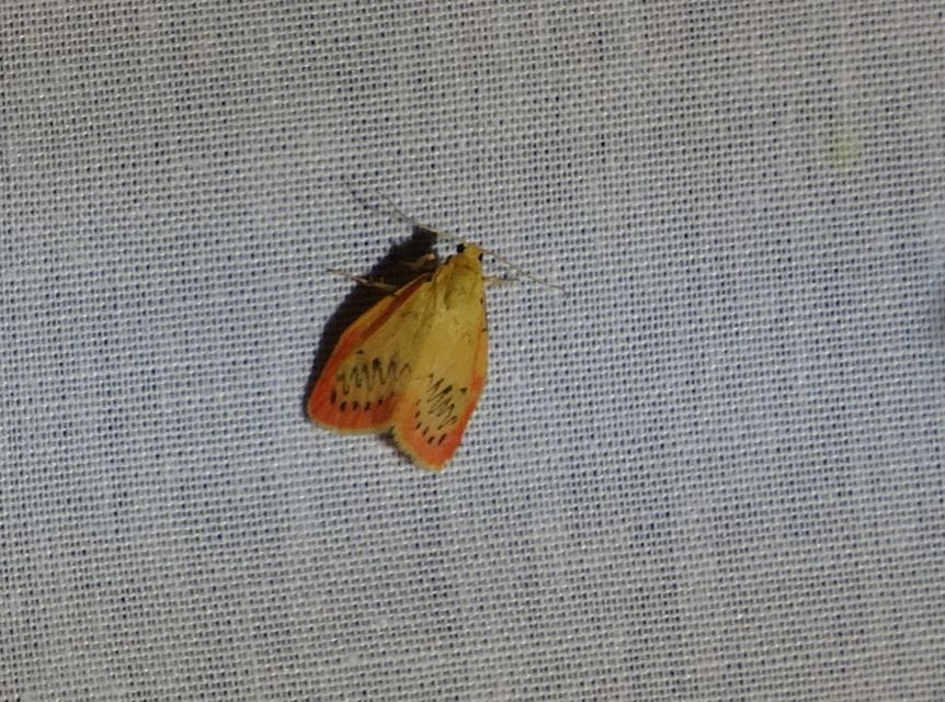 Miltochrista miniata - piros medvelepke