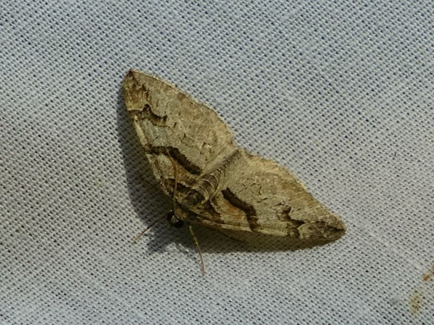 Pareulype berberata - sóskafa-tarkaaraszoló