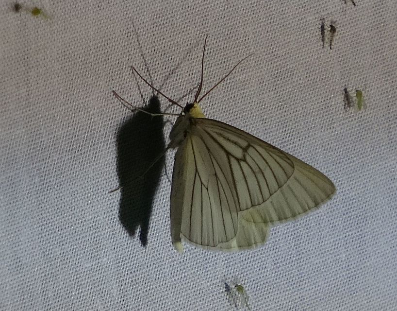 Siona lineata - vonalas fehéraraszoló