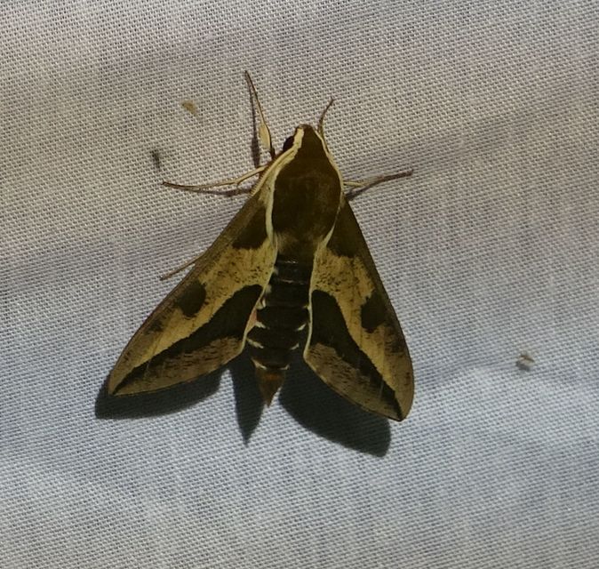 Hyles euphorbiae - kutyatejszender