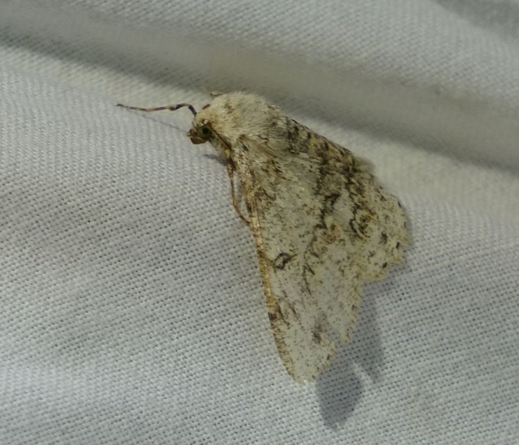 Ascotis selenaria - holdas faaraszoló
