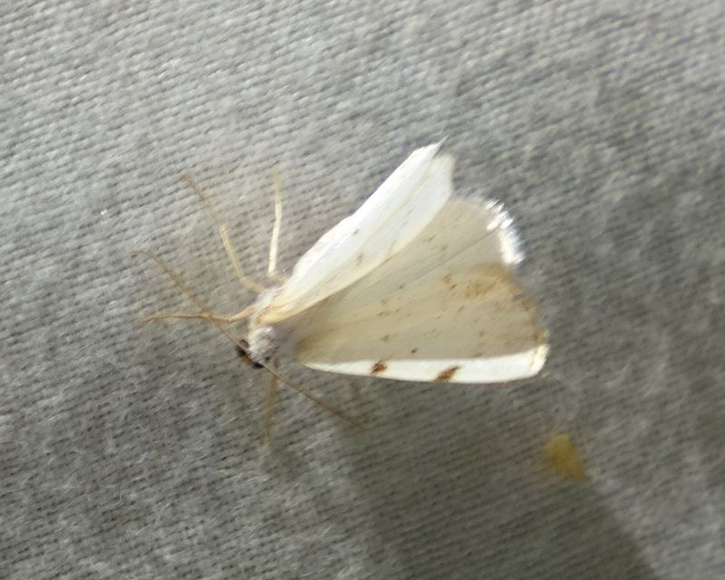 Lomographa bimaculata - kétpontos fehéraraszoló