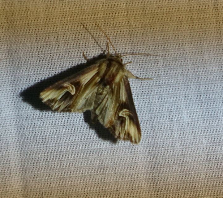 Actinotia polyodon - nagy sugarasbagoly