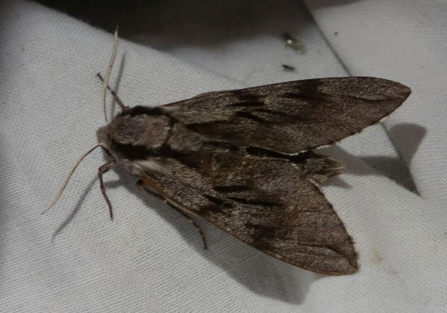 Hyloicus pinastri - fenyőszender
