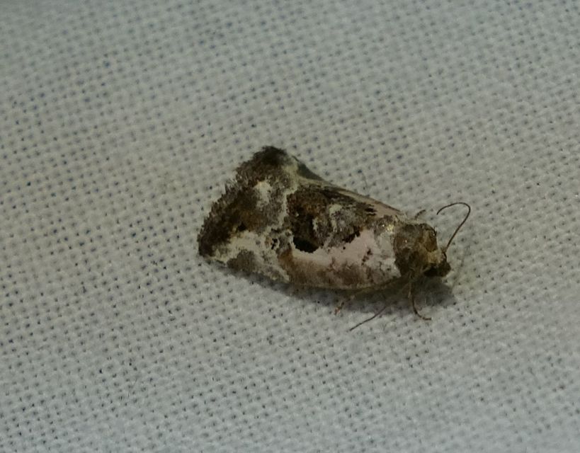 Hapalotis venustula - rózsaszínű mázasbagoly
