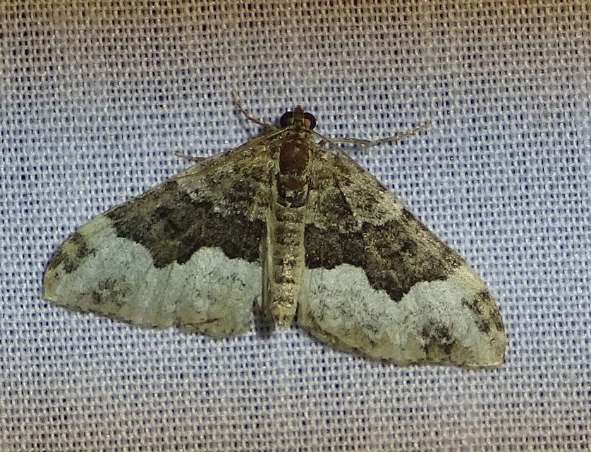 Euphyia biangulata - szegletes tarkaaraszoló