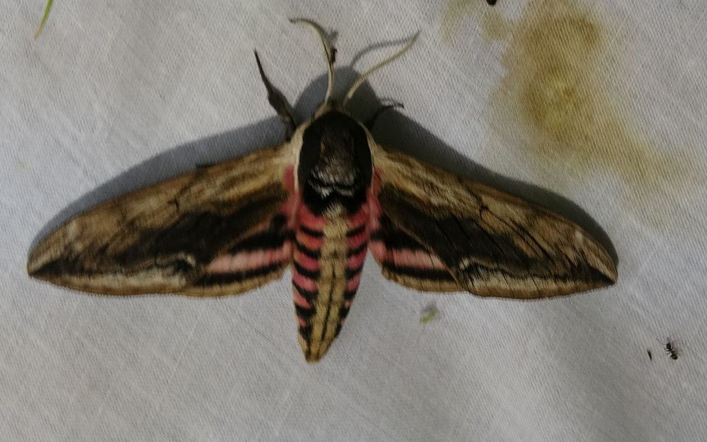 Sphinx ligustri - fagyalszender