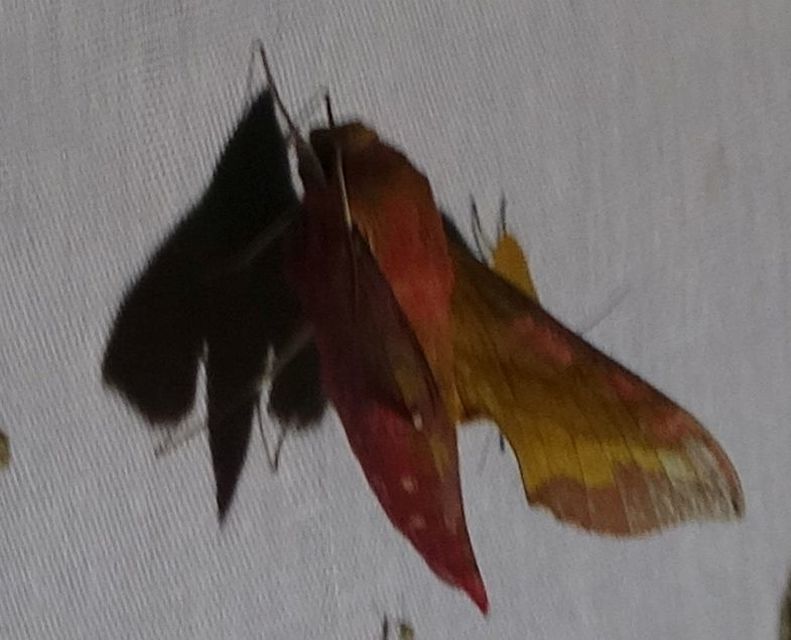 Deilephila porcellus - piros szender