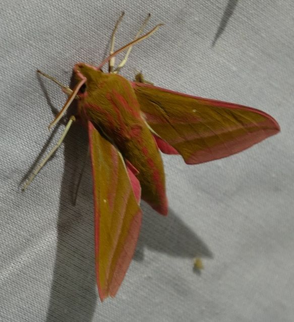 Deilephila elpenor - szőlőszender