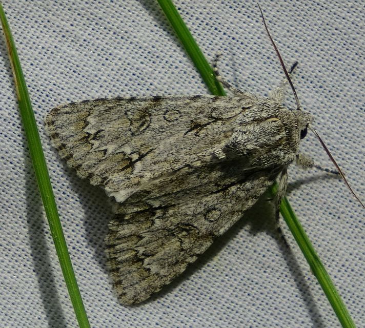 Acronicta aceris - vadgesztenye-szigonyosbagoly