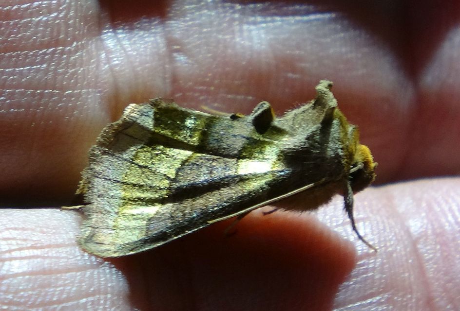 Diachrysia chrysitis - aranybagoly