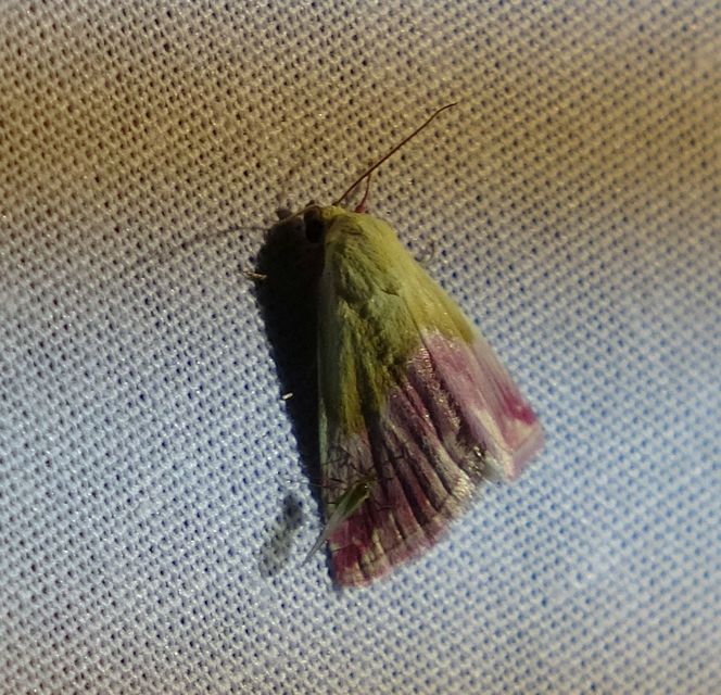 Eublemma purpurina - bíboros törpebagoly
