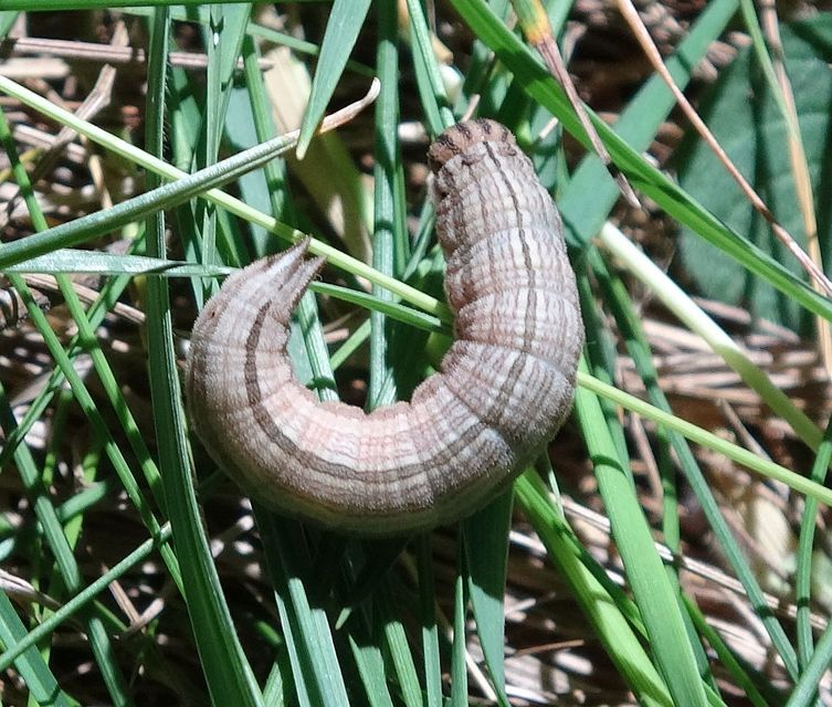 Brintesia circe - fehéröves szemeslepke