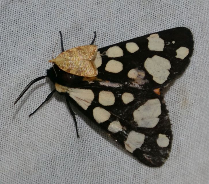 Arctia villica - fekete medvelepke
