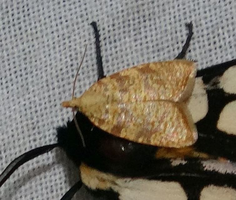 Aleimma loeflingiana - tölgylevél-sodrómoly Aleimma loeflingiana - tölgylevél-sodrómoly