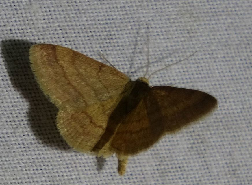 Scopula rubiginata - réti pirosaraszoló