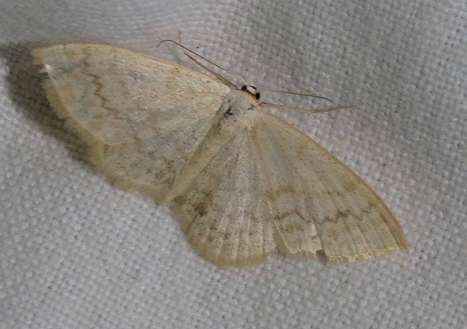 Scopula floslactata - tejfehér sávosaraszoló