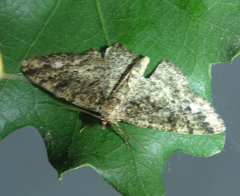 Parectropis similaria - barna zuzmóaraszoló