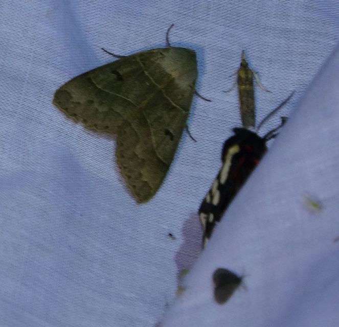 Minucia lunaris - nagy foltosbagoly